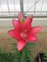 [4092 Cecina DJ No202.JPG]